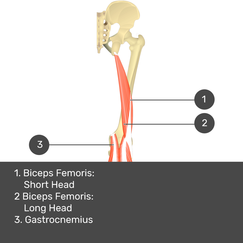 Biceps Femoris Origin And Insertion
