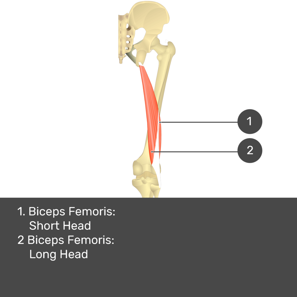 Quadratus Femoris Origin And Insertion