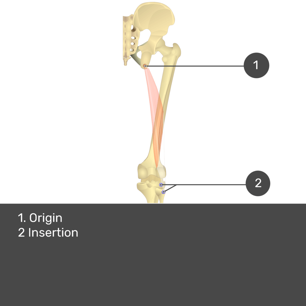 Test yourself image 16, posterior view of thigh and gluteal region. Origin and insertion of biceps femoris: long head.