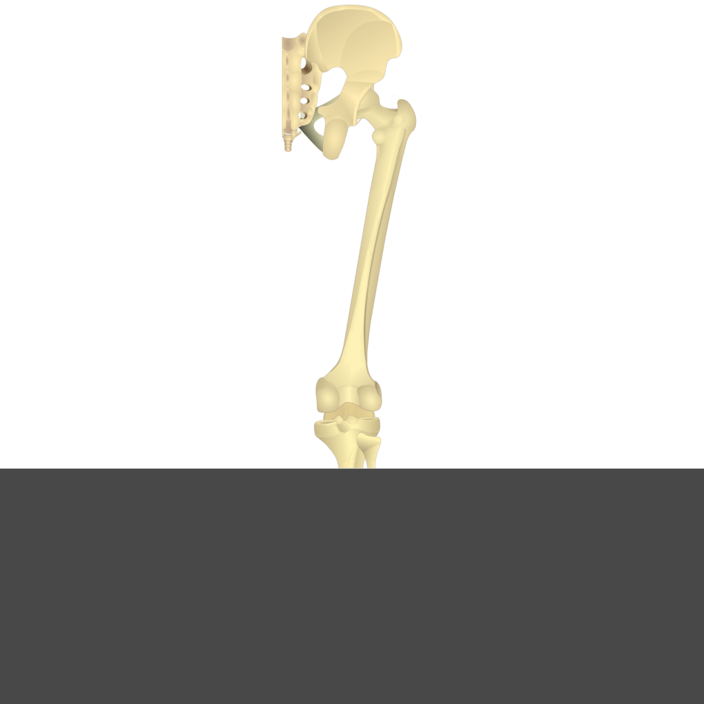 Test yourself image 17, posterior view of skeleton of thigh and gluteal region.