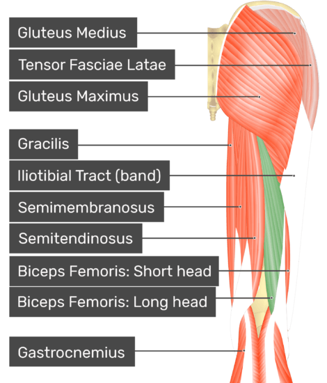 Biceps femoris: origin, insertion and action | GetBodySmart
