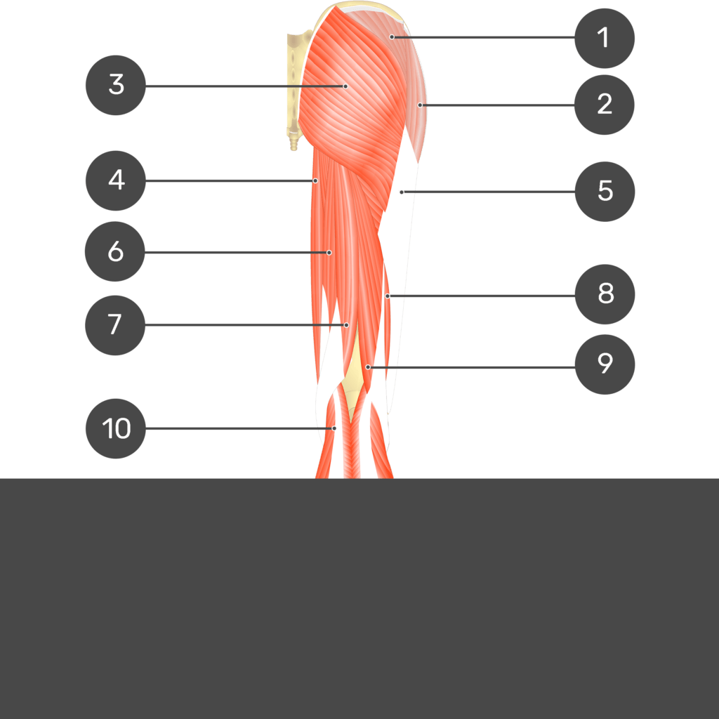 Test yourself image 1, posterior view of thigh and gluteal region showing all superficial muscles with no labels.