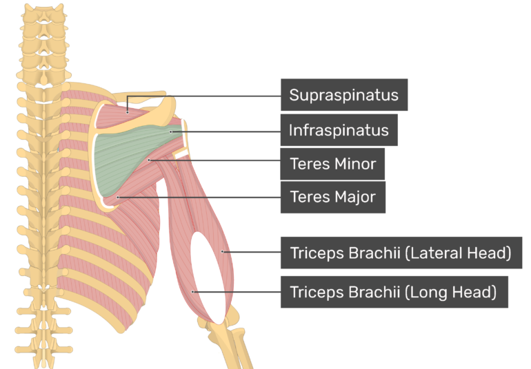 Infraspinatus Muscle - Attachments, Actions & Innervation | GetBodySmart