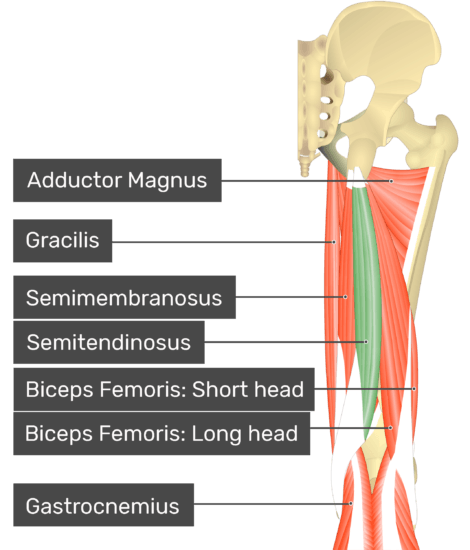 Semitendinosus - Attachments, Actions & Innervation