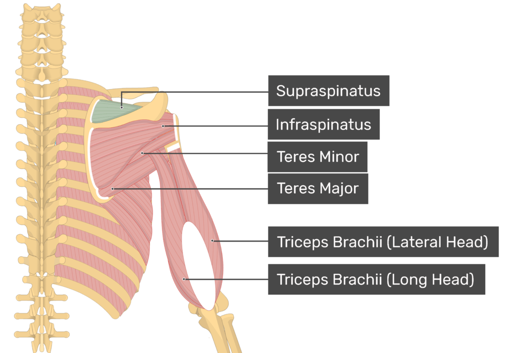 Deep back muscles: Anatomy, innervation and functions