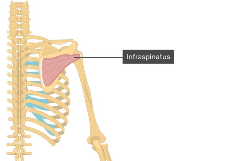 Infraspinatus Muscle - Attachments, Actions & Innervation