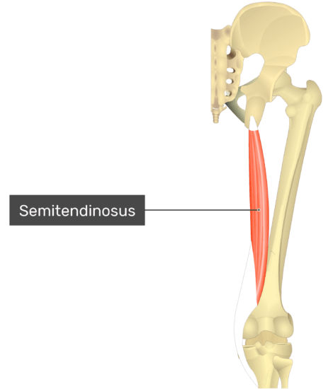 Semitendinosus - Attachments, Actions & Innervation