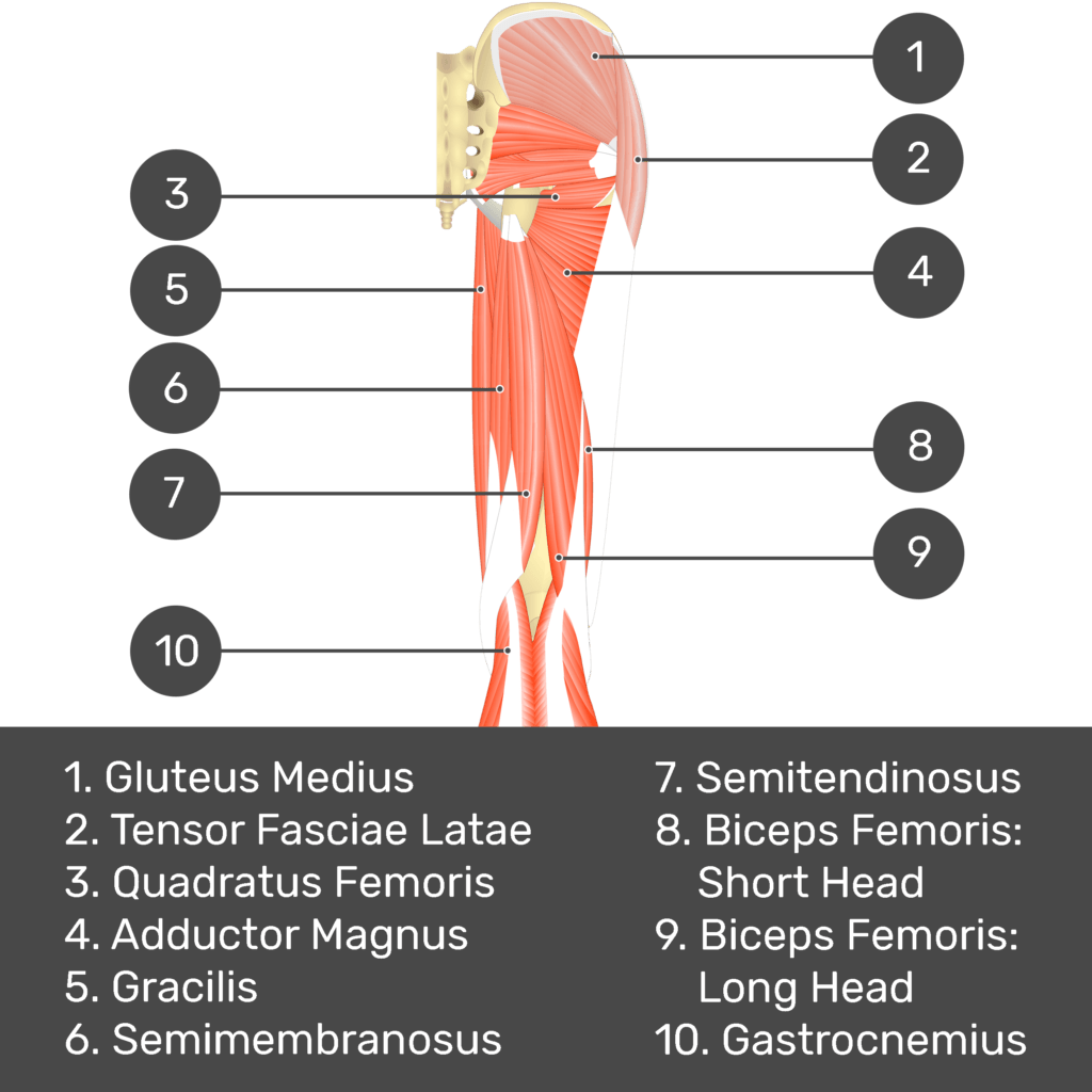 Test yourself image 4, posterior view of thigh and gluteal region. Muscles and structures labelled- gluteus medius, tensor fasciae latae, quadratus femoris, adductor magnus, gracilis, semimembranosus, semitendinosus, biceps femoris: short head, biceps femoris: long head, gastrocnemius.