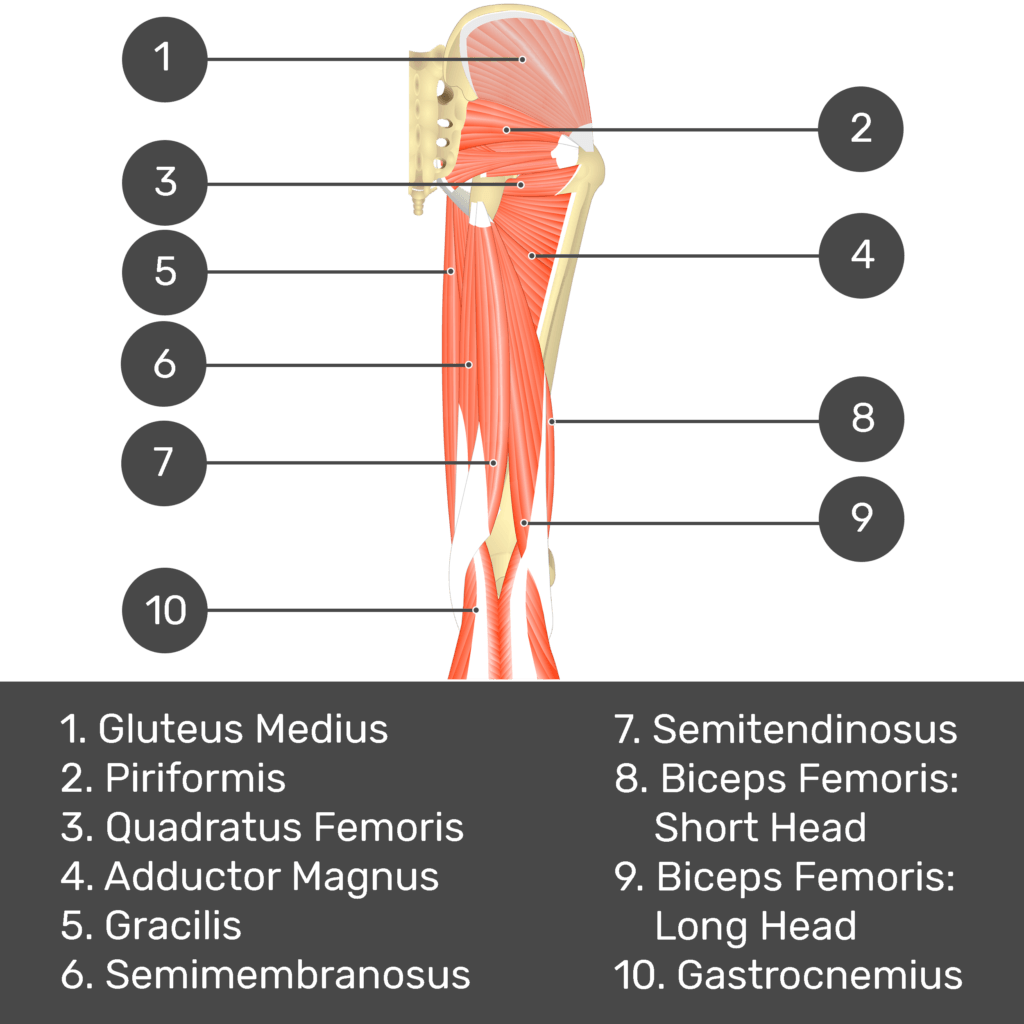 Test yourself image 5, posterior view of thigh and gluteal region. Muscles and structures labelled- gluteus medius, piriformis, quadratus femoris, adductor magnus, gracilis, semimembranosus, semitendinosus, biceps femoris: short head, biceps femoris: long head, gastrocnemius.