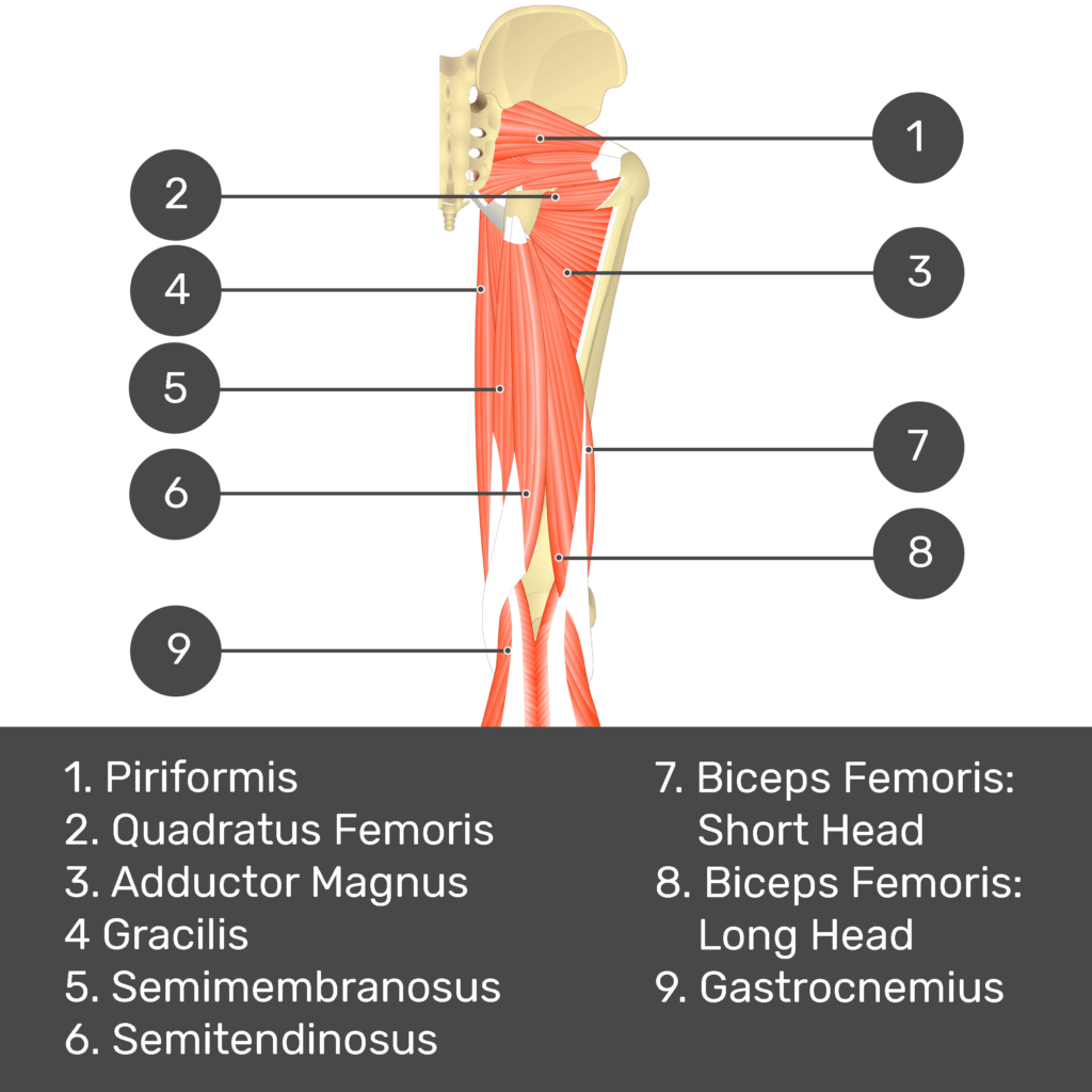 Test yourself image 7, posterior view of thigh and gluteal region. Muscles and structures labelled- piriformis, quadratus femoris, adductor magnus, gracilis, semimembranosus, semitendinosus, biceps femoris: short head, biceps femoris: long head, gastrocnemius.