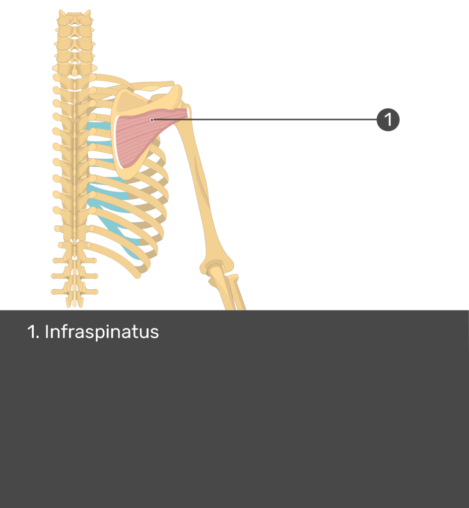 Test yourself image of posterior view of back and right arm. Muscles labelled: infraspinatus.