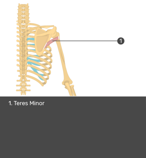 Teres Minor Muscle - Attachments, Actions & Innervation | GetBodySmart