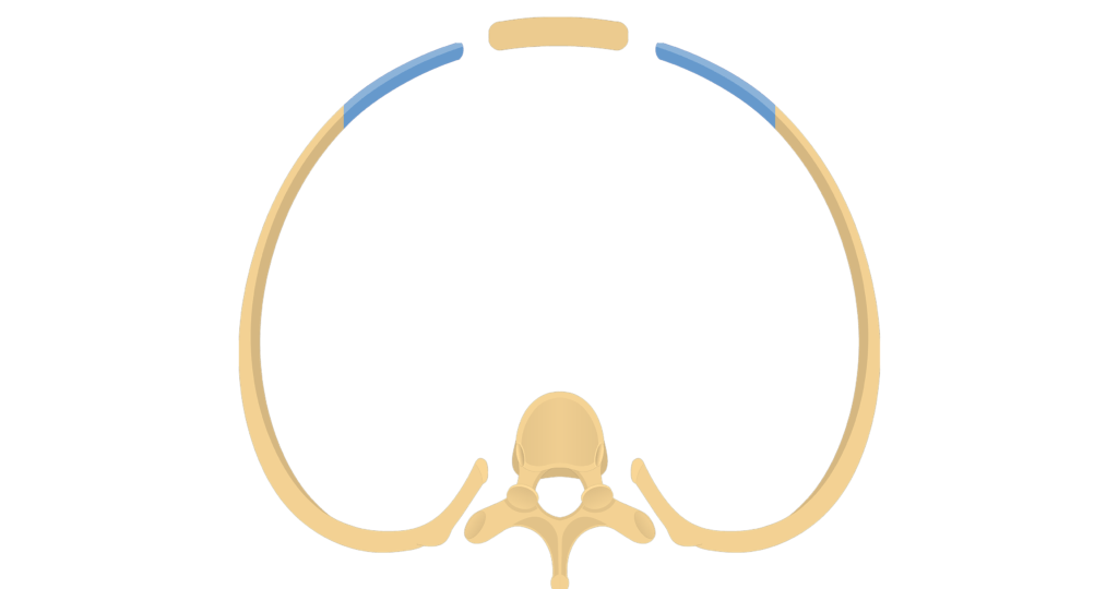 A thoracic vertebra articulating with a pair or ribs animation slide 3
