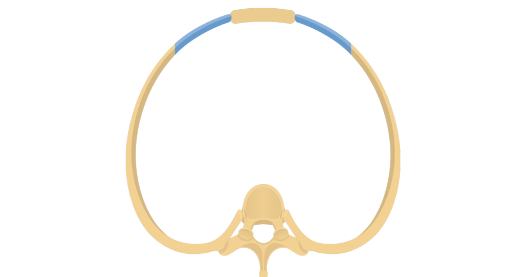 Thoracic Vertebrae: anatomy and labeled diagram | GetBodySmart