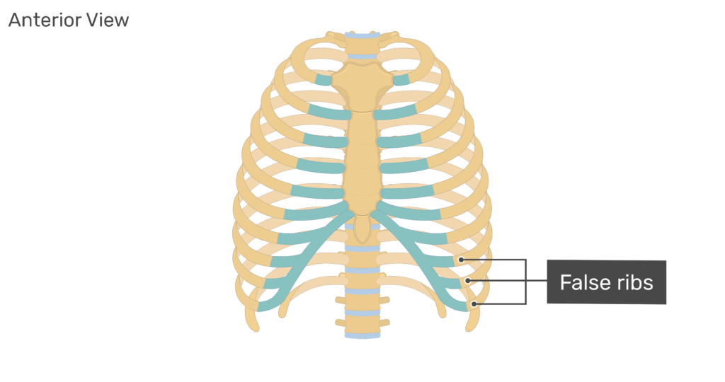Axial Skeleton GetBodySmart