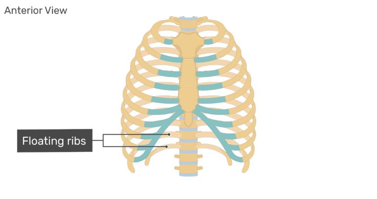 Structure Of The Ribcage And Ribs