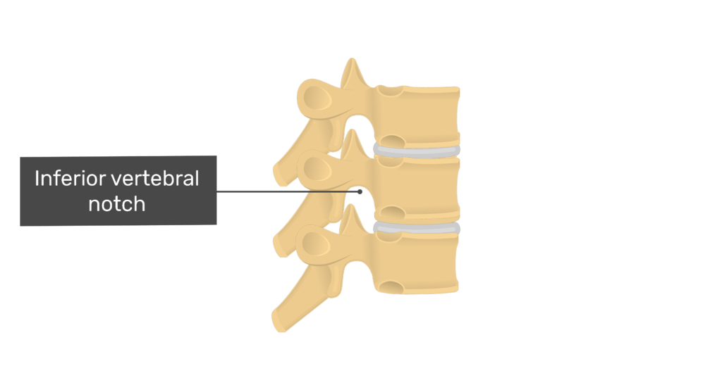 Articulated view of the inferior vertebral notch of the thoracic vertebrae