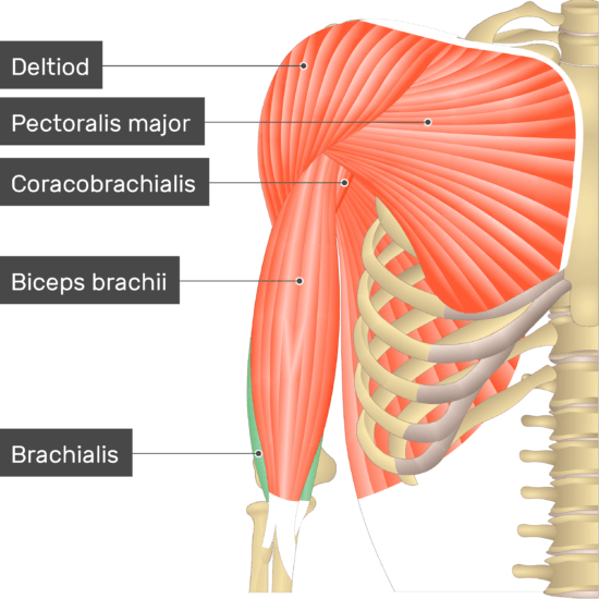 Brachialis Muscle