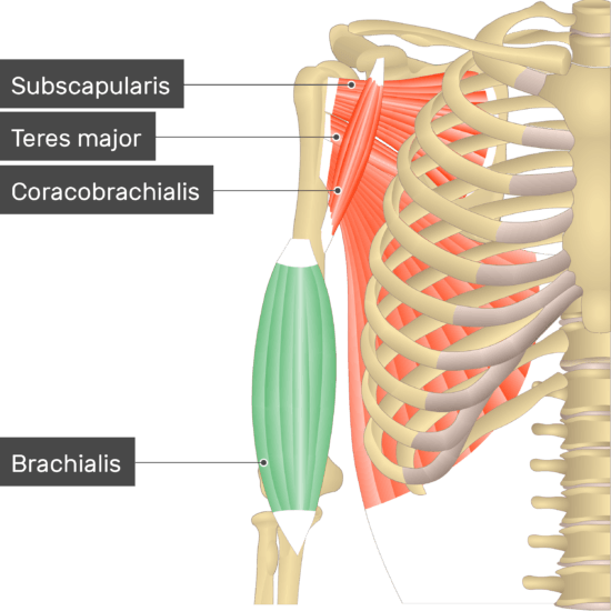 Brachialis Muscle