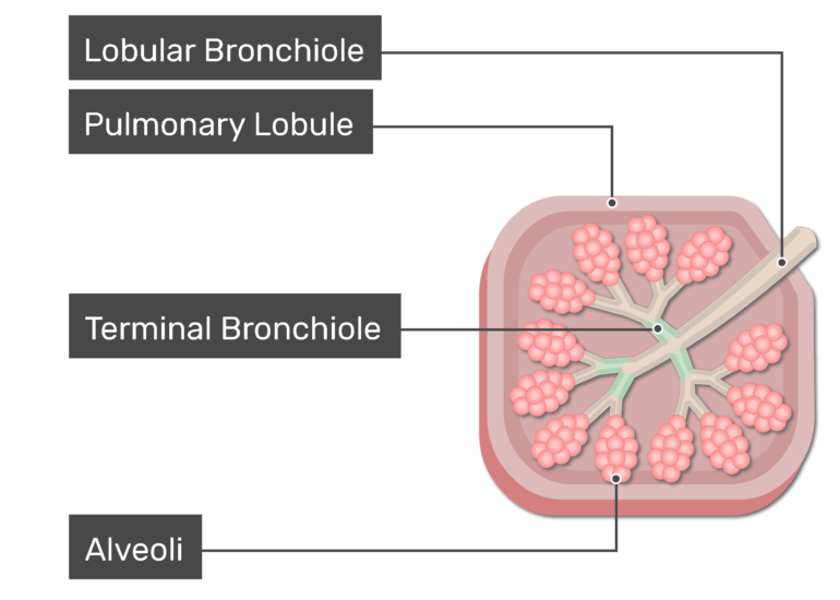 the trachea, bronchi, and terminal bronchioles contribute to anatomic dead space because: