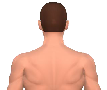 Semispinalis Thoracis Muscle | GetBodySmart