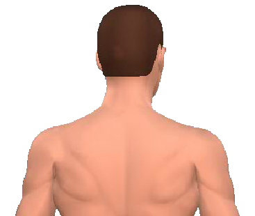 Semispinalis Thoracis Muscle | GetBodySmart