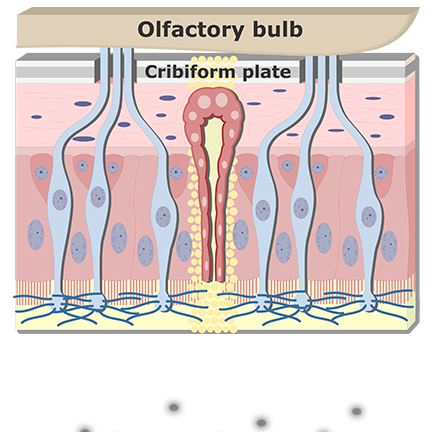 Animation of odorants drawn to the fluid layer