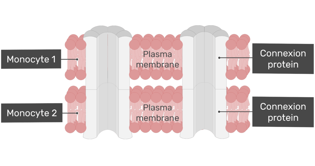Exchange of ions at a gap junction animation slide 1