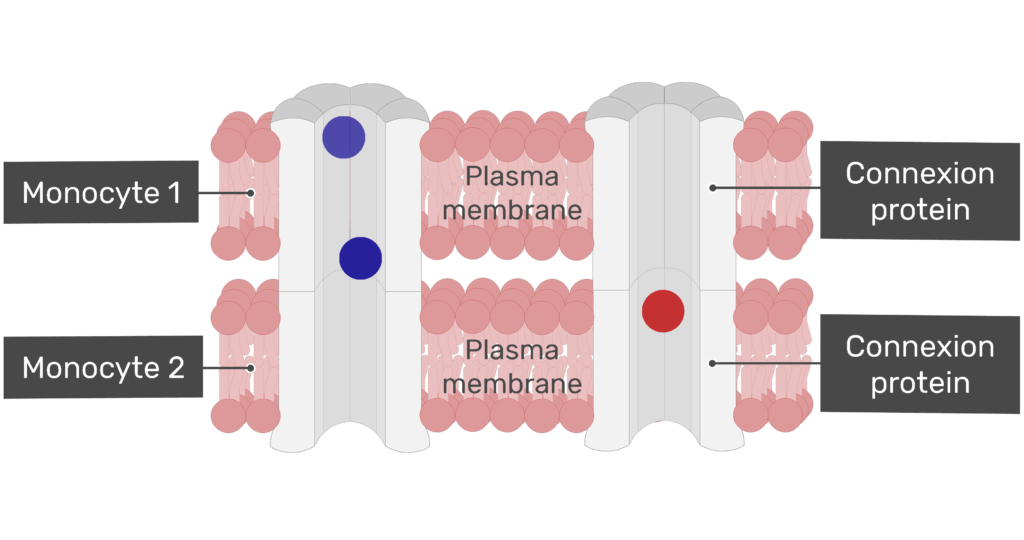 Ion action. Ion exchange. connectin proteins gjb2.