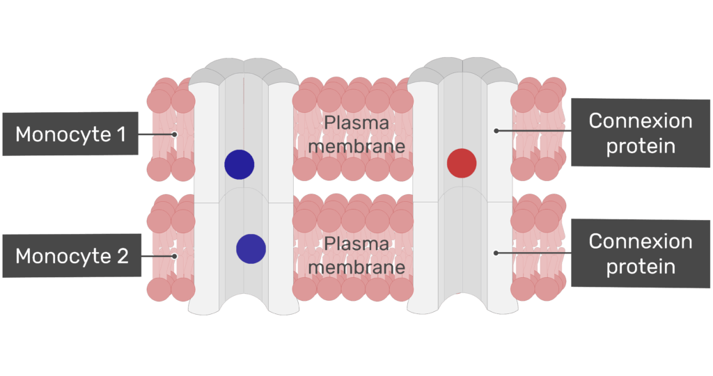 Exchange of ions at a gap junction animation slide 11