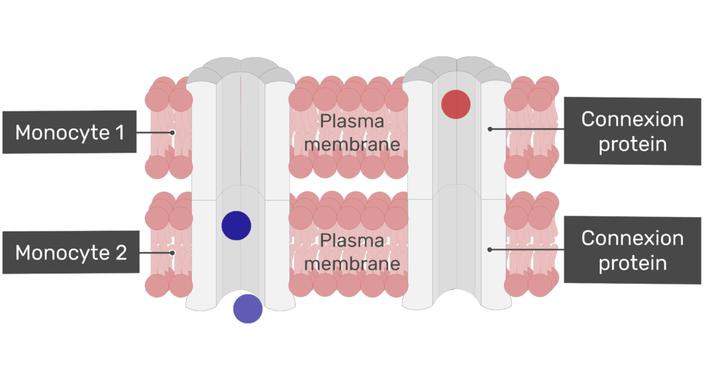 Exchange of ions at a gap junction animation slide 12