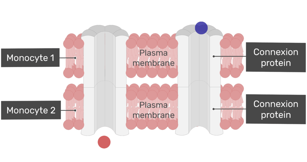 Exchange of ions at a gap junction animation slide 2
