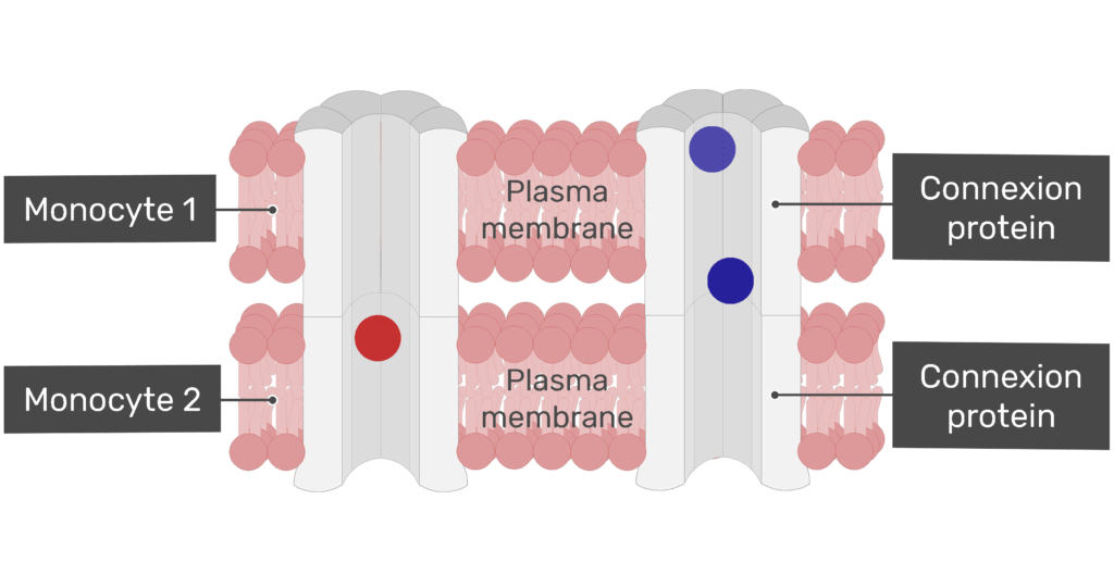 Exchange of ions at a gap junction animation slide 4