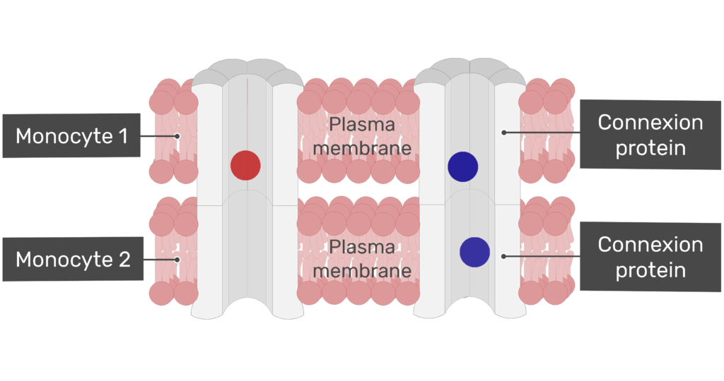 Exchange of ions at a gap junction animation slide 5