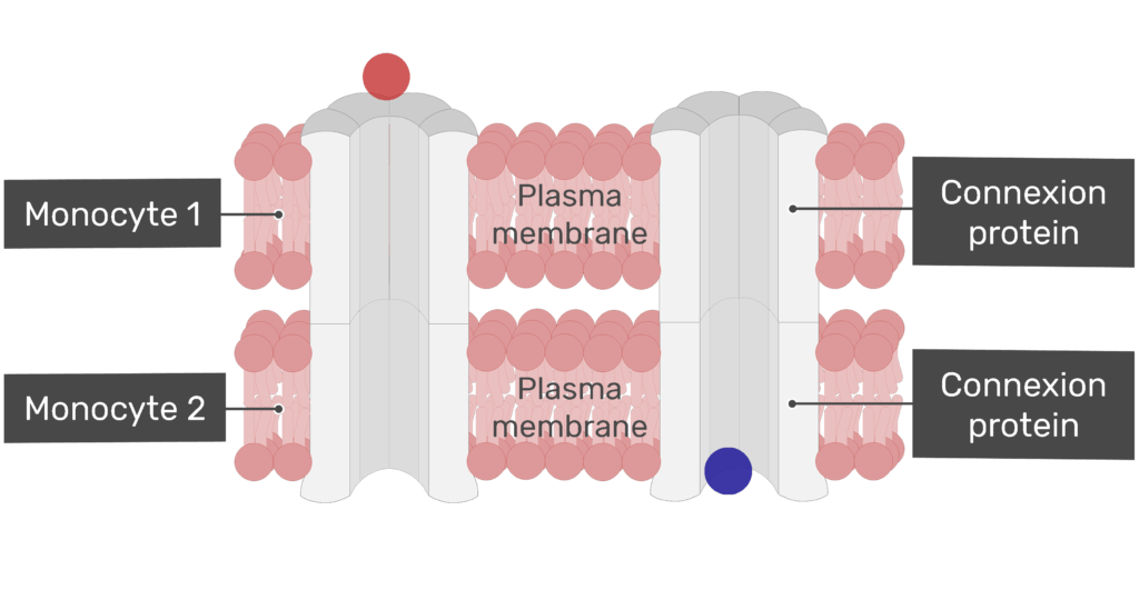Exchange of ions at a gap junction animation slide 7