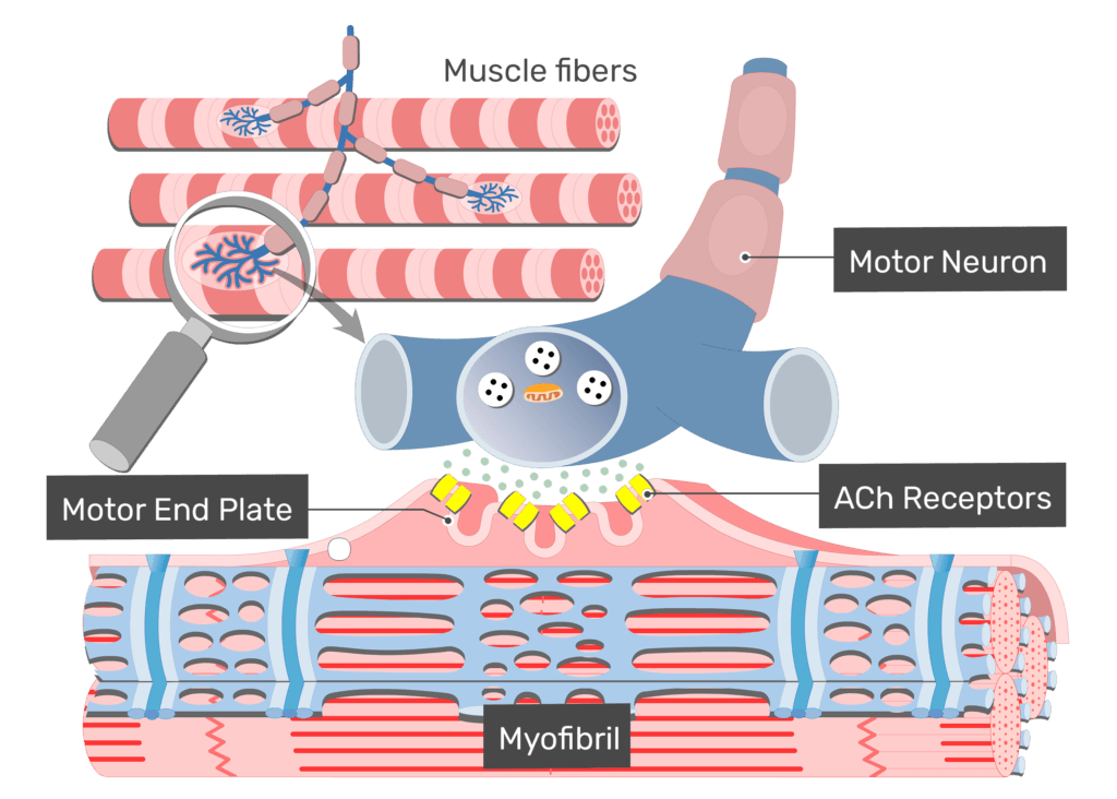 ExcitationContraction Coupling GetBodySmart