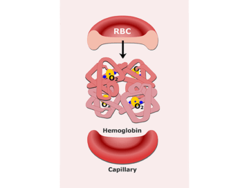 Featured image for the functions or red blood cells
