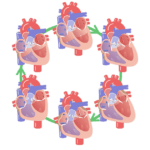 Featured image for the phases of the cardiac cycle