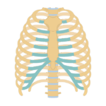 Featured image for the rib cage and ribs