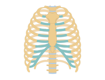 Featured image for the rib cage and ribs