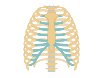 Ribs and Sternum • Rib Cage • Anatomy and Function