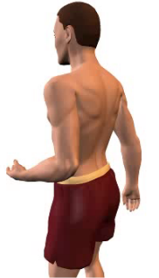 Slide 1 of the animation showing forearm extension at the elbow.