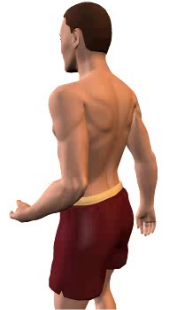 Slide 2 of the animation showing forearm extension at the elbow.