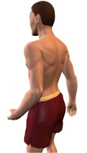 Slide 3 of the animation showing forearm extension at the elbow.