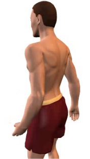 Slide 4 of the animation showing forearm extension at the elbow.