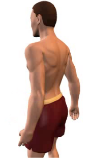 Triceps Brachii Muscle - Long Head