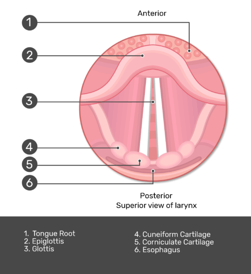 Glottis Structure & Function GetBodySmart