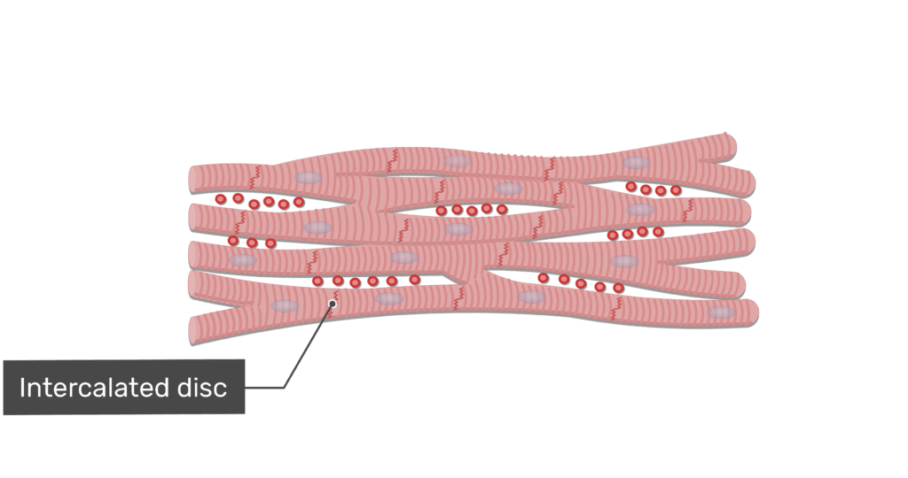 Cardiac Muscle Tissue Intercalated Discs