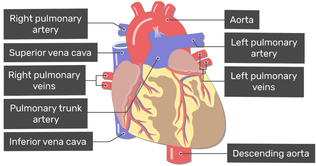 Blood Vessels Of The Heart Anterior View