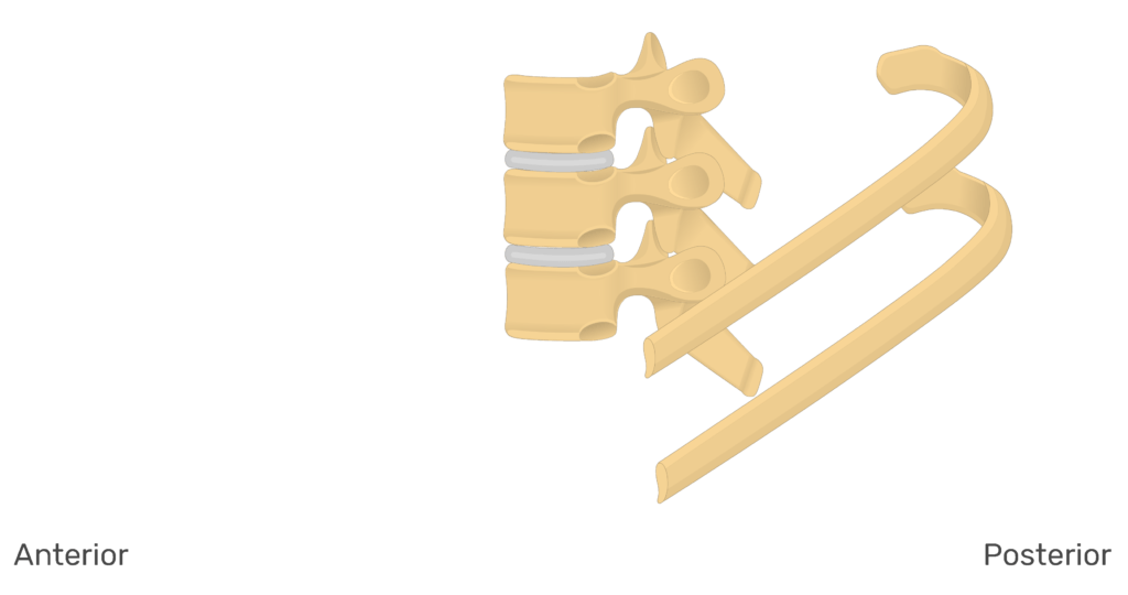 Lateral view of the ribs articulating with the thoracic vertebrae animation slide 1